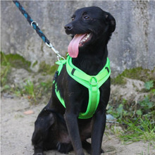 ROCCO, Hund, Mischlingshund in Portugal - Bild 4