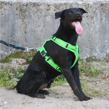 ROCCO, Hund, Mischlingshund in Portugal - Bild 5