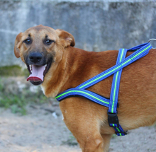 TEQUILA, Hund, Mischlingshund in Portugal - Bild 1