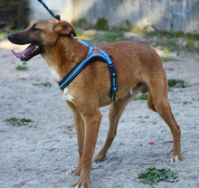 TEQUILA, Hund, Mischlingshund in Portugal - Bild 10