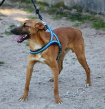 TEQUILA, Hund, Mischlingshund in Portugal - Bild 11