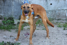 TEQUILA, Hund, Mischlingshund in Portugal - Bild 2