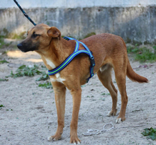 TEQUILA, Hund, Mischlingshund in Portugal - Bild 5