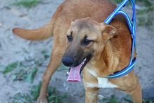 TEQUILA, Hund, Mischlingshund in Portugal - Bild 9