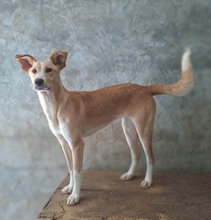PABLO, Hund, Mischlingshund in Portugal - Bild 1