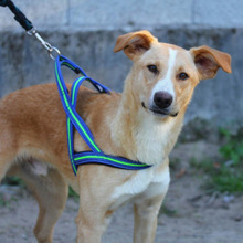 PABLO, Hund, Mischlingshund in Portugal - Bild 2