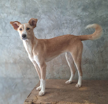 PABLO, Hund, Mischlingshund in Portugal - Bild 3