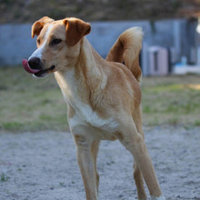 PABLO, Hund, Mischlingshund in Portugal - Bild 4