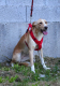 PABLO, Hund, Mischlingshund in Portugal - Bild 5
