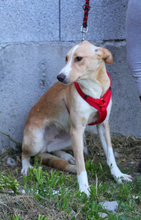 PABLO, Hund, Mischlingshund in Portugal - Bild 7