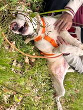 BELLA, Hund, Mischlingshund in Italien - Bild 10