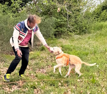 BELLA, Hund, Mischlingshund in Italien - Bild 11
