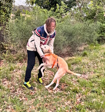 BELLA, Hund, Mischlingshund in Italien - Bild 12