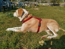BELLA, Hund, Mischlingshund in Italien - Bild 6