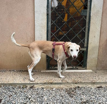 BELLA, Hund, Mischlingshund in Italien - Bild 8
