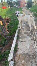 AROM, Hund, Mischlingshund in Spanien - Bild 4