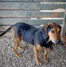 LAZAROS, Hund, Mischlingshund in Griechenland - Bild 4