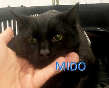 MIDO, Katze, Europäisch Kurzhaar in Bosnien und Herzegowina - Bild 1