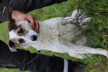 ELSA, Hund, Australian Shepherd-Hütehund-Mix in Lohra-Reimershausen - Bild 2