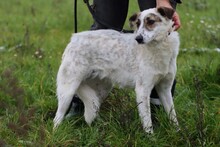 ELSA, Hund, Australian Shepherd-Hütehund-Mix in Lohra-Reimershausen - Bild 4