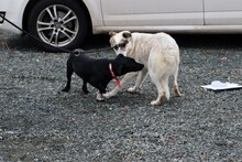 ELSA, Hund, Australian Shepherd-Hütehund-Mix in Lohra-Reimershausen - Bild 5