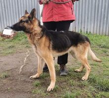 DEXTER, Hund, Mischlingshund in Slowakische Republik - Bild 3