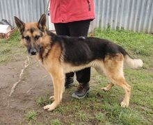 DEXTER, Hund, Mischlingshund in Slowakische Republik - Bild 4