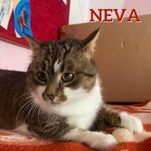 NEVA, Katze, Europäisch Kurzhaar in Bosnien und Herzegowina - Bild 1