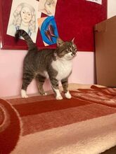 NEVA, Katze, Europäisch Kurzhaar in Bosnien und Herzegowina - Bild 3