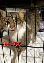 NEVA, Katze, Europäisch Kurzhaar in Bosnien und Herzegowina - Bild 6