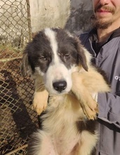 ARIZONA, Hund, Mischlingshund in Rumänien - Bild 1