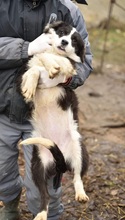 ARIZONA, Hund, Mischlingshund in Rumänien - Bild 3