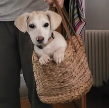 BANKAI, Hund, Mischlingshund in Marsberg - Bild 4