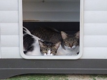 HEIDI, Katze, Europäisch Kurzhaar in Spanien - Bild 4