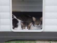 HEIDI, Katze, Europäisch Kurzhaar in Spanien - Bild 5