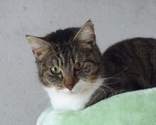 HEIDI, Katze, Europäisch Kurzhaar in Spanien - Bild 7