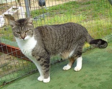 HEIDI, Katze, Europäisch Kurzhaar in Spanien - Bild 9