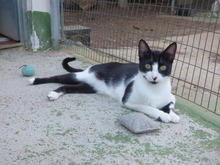 MILA, Katze, Europäisch Kurzhaar in Spanien - Bild 2