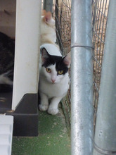 ALEGRIA, Katze, Europäisch Kurzhaar in Spanien - Bild 2