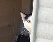 ALEGRIA, Katze, Europäisch Kurzhaar in Spanien - Bild 4