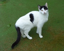 ALEGRIA, Katze, Europäisch Kurzhaar in Spanien - Bild 6