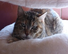 CAPPU, Katze, Europäisch Kurzhaar in Spanien - Bild 5