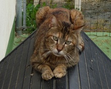 CAPPU, Katze, Europäisch Kurzhaar in Spanien - Bild 6