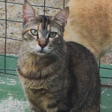 CAPPU, Katze, Europäisch Kurzhaar in Spanien - Bild 7