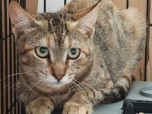 CAPPU, Katze, Europäisch Kurzhaar in Spanien - Bild 8