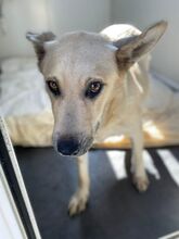 FELICE, Hund, Mischlingshund in Rumänien - Bild 1