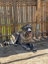 NAIROBI, Hund, Mischlingshund in Rumänien - Bild 2