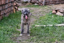 NAIROBI, Hund, Mischlingshund in Rumänien - Bild 3