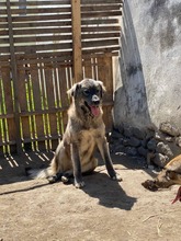 NAIROBI, Hund, Mischlingshund in Rumänien - Bild 4