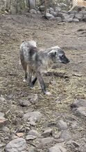 NAIROBI, Hund, Mischlingshund in Rumänien - Bild 5